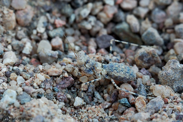 Mantide dal sinai : Eremiaphila sp